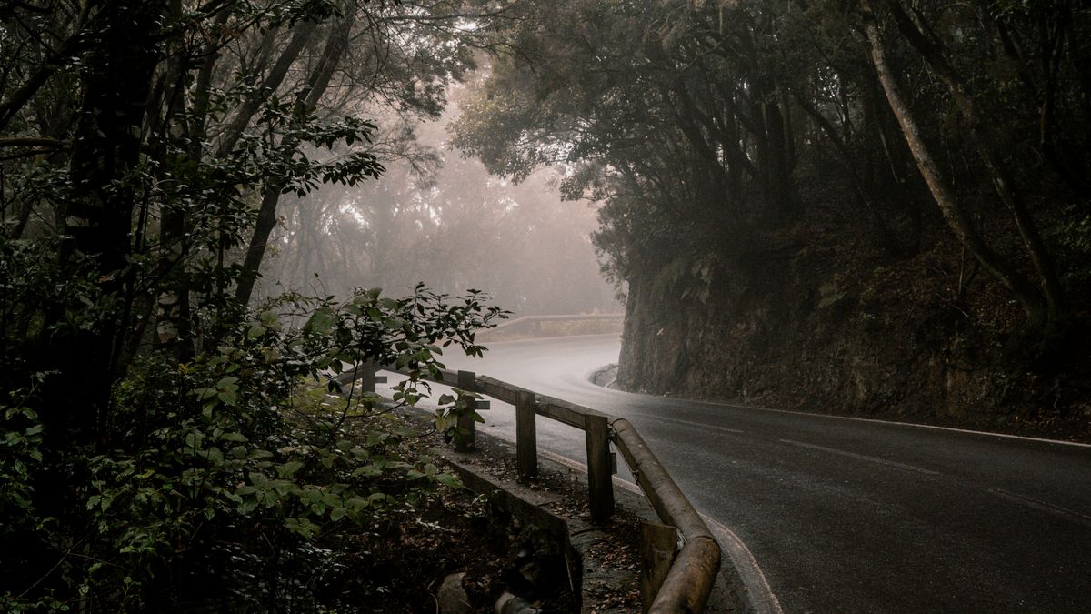 Carretera rodeada de bosque de laurisilva en Tenerife