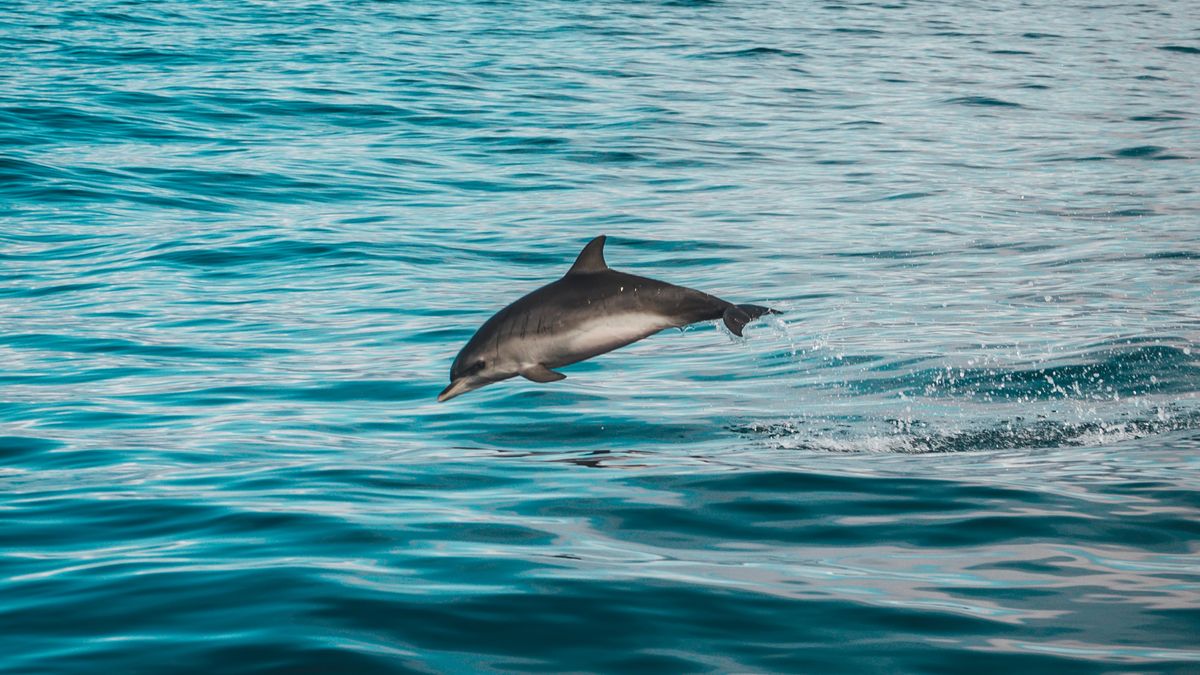 Delfín en libertad en aguas próximas a Tenerife
